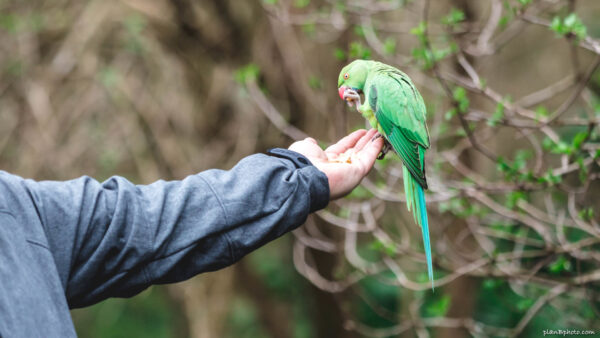 Кормление с руки диких зеленых попугаев в парке в Лондоне 