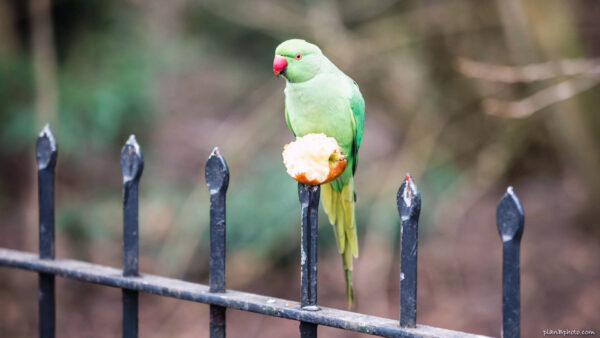 Зеленый попугай на яблоке в парке в Лондоне, Британия