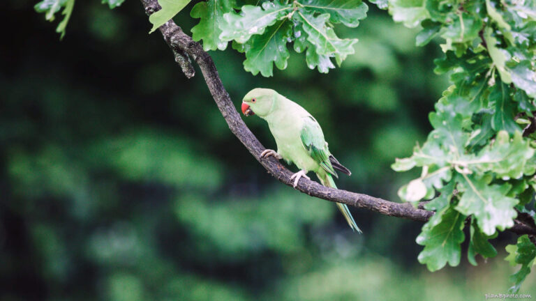 Green parrot sitting on an oak tree with green background