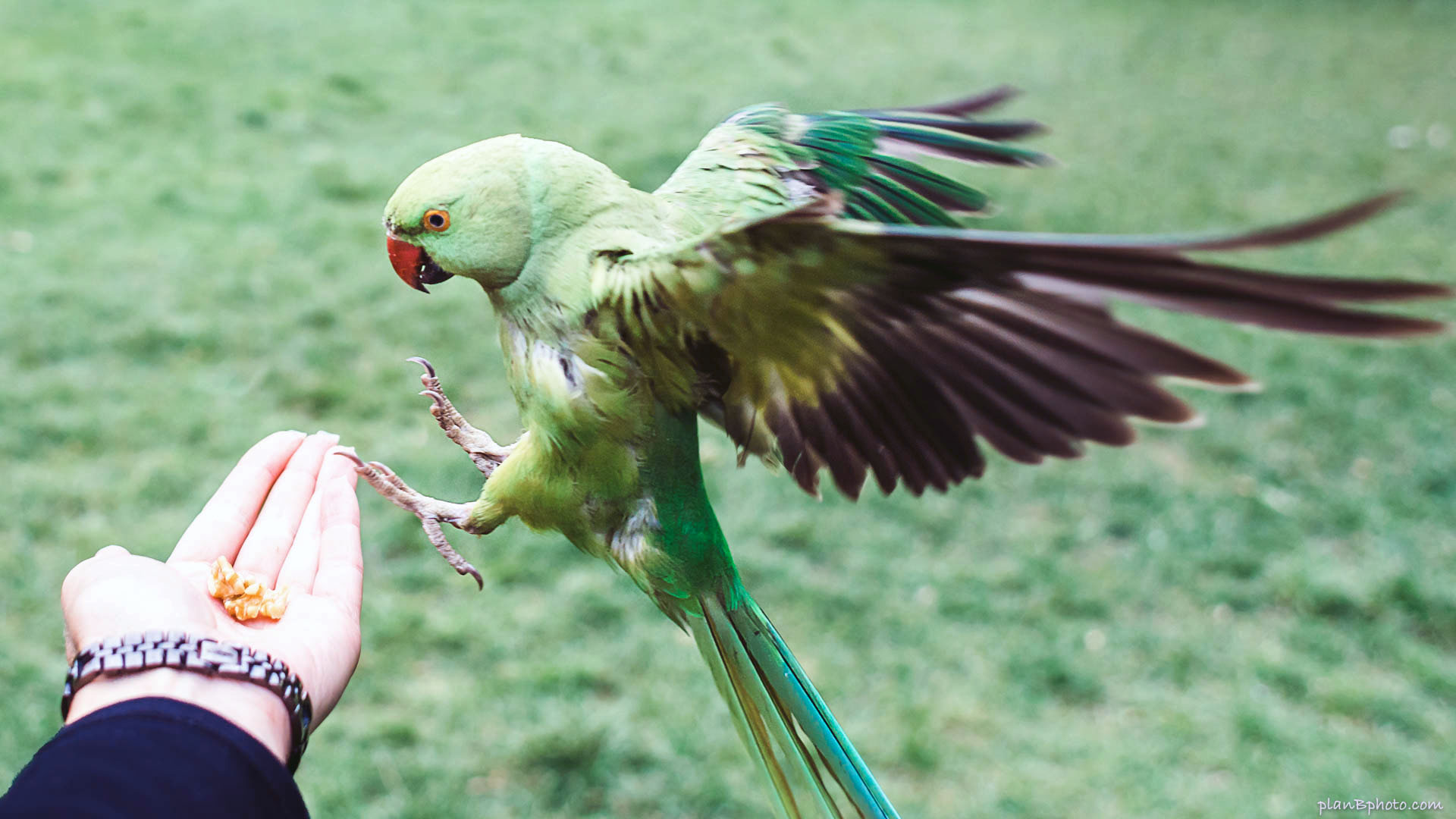Feeding green London parrots