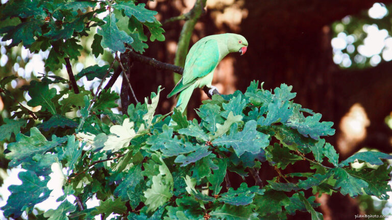 Green ringneck parakeet on oak tree