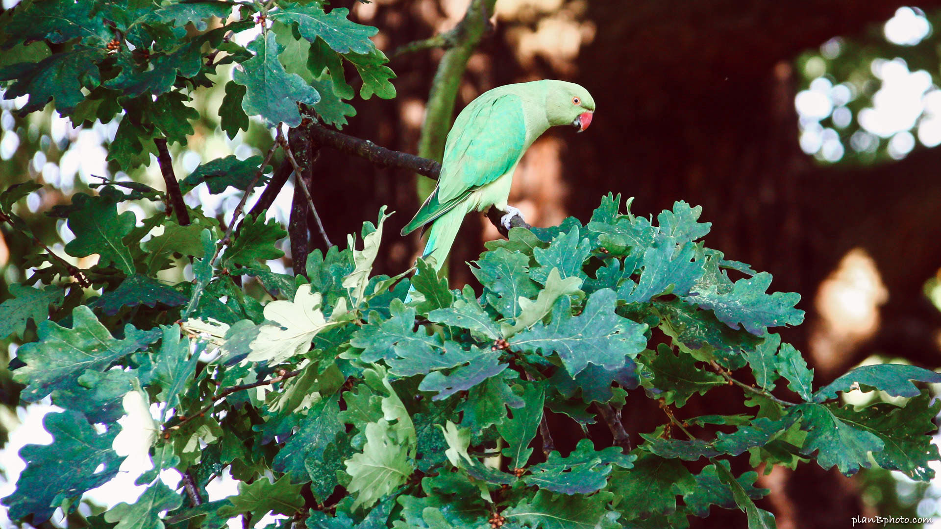 Green parrot on an oak tree- Indian ringneck parakeet