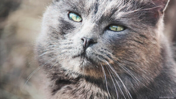 grey cat with green eyes. Close up of cat's face