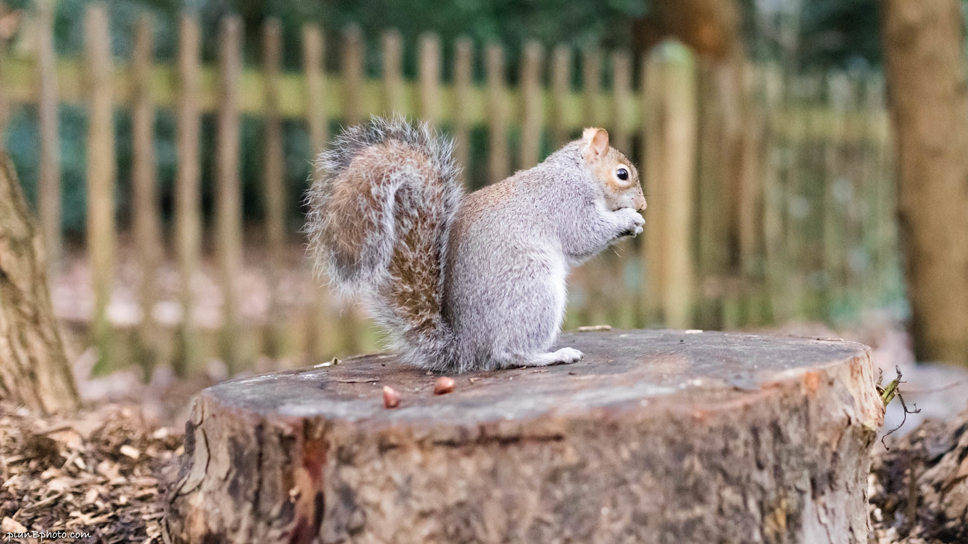 Grey squirrel on a tree trunk in a park