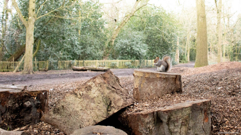 Grey squirrel sitting in a park