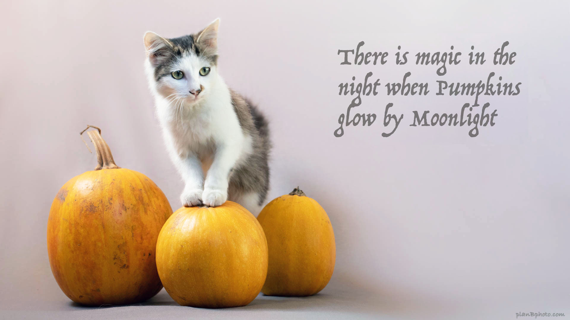 Halloween quote with pumpkins