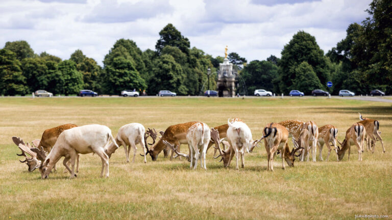 Herd of deer near Diana Fountain in Bushy Park