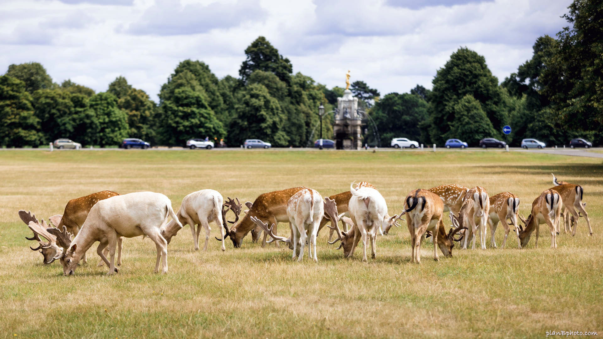Herd of deer in Bushy Park London