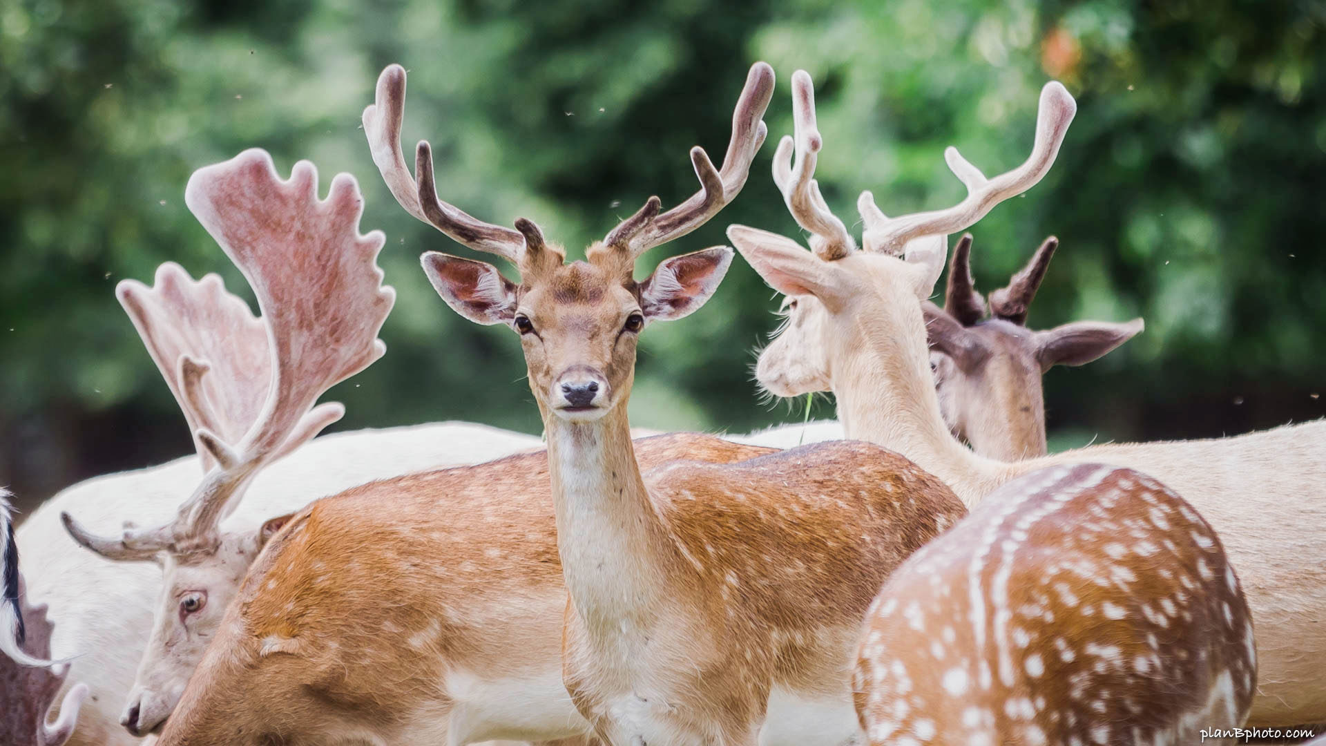 Herd of fallow deer in Bushy Park, London