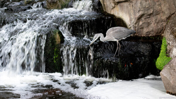 Heron bird near a small waterfall looking foe fish