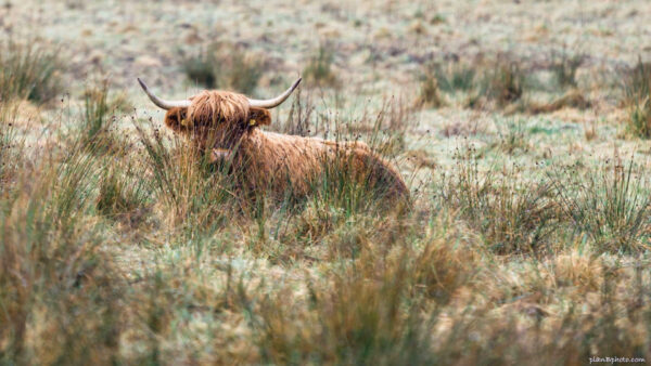 Orange fluffy highlander cow hiding behind tall grass