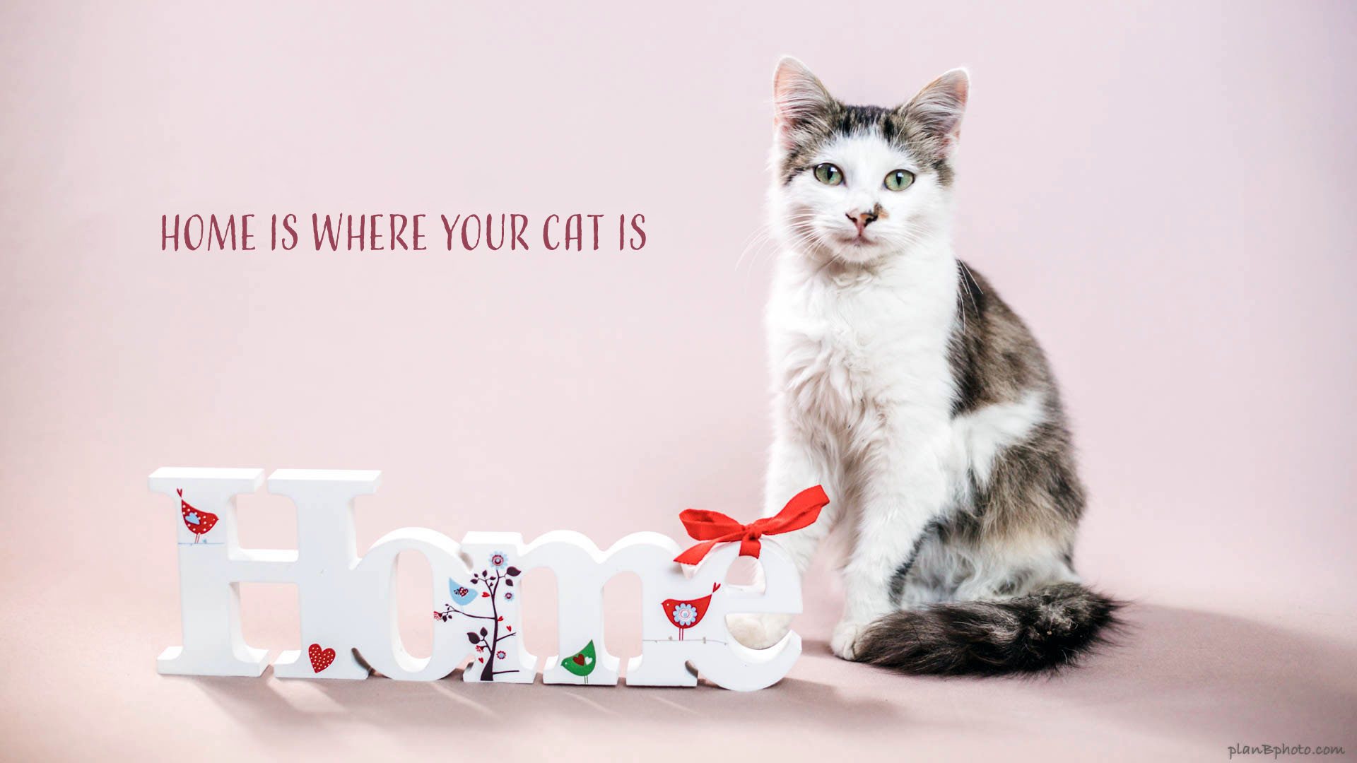 Home is where your cat is: Cute tabby cat near the words HOME on a light pink background