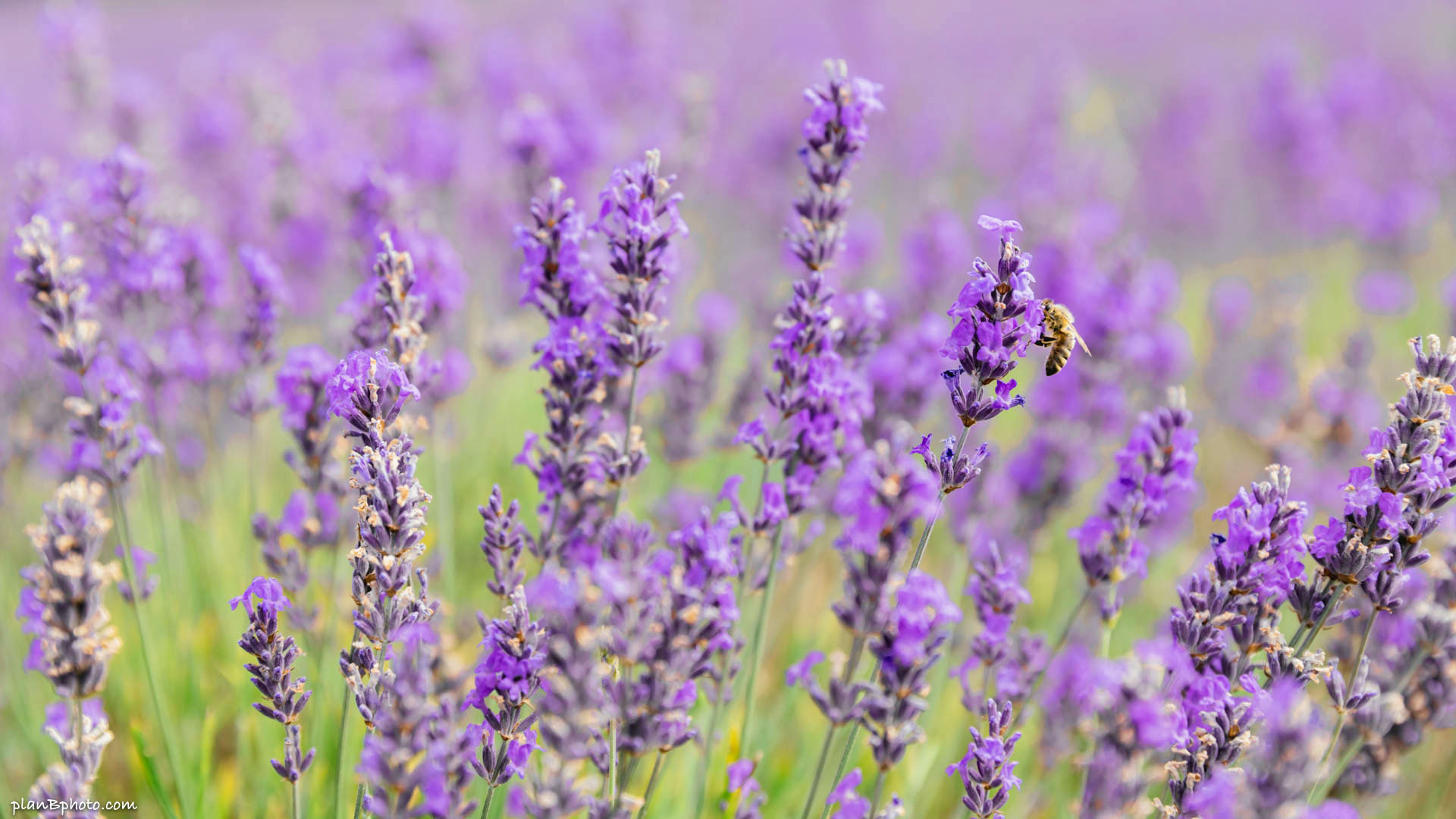 Honey bee on purple lavender flowers at Mayfield Lavender Field in London, UK