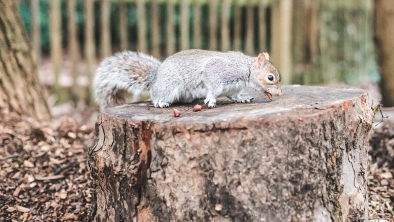 Hunglry squirrel