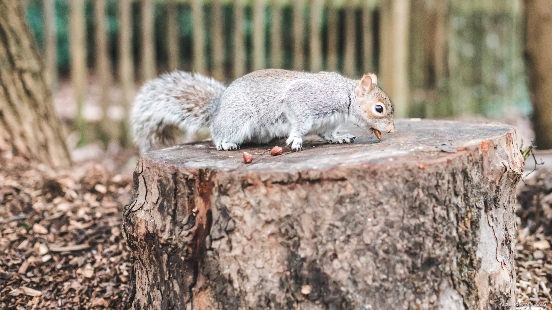 Grey squirrel picking up a nut with its mouth