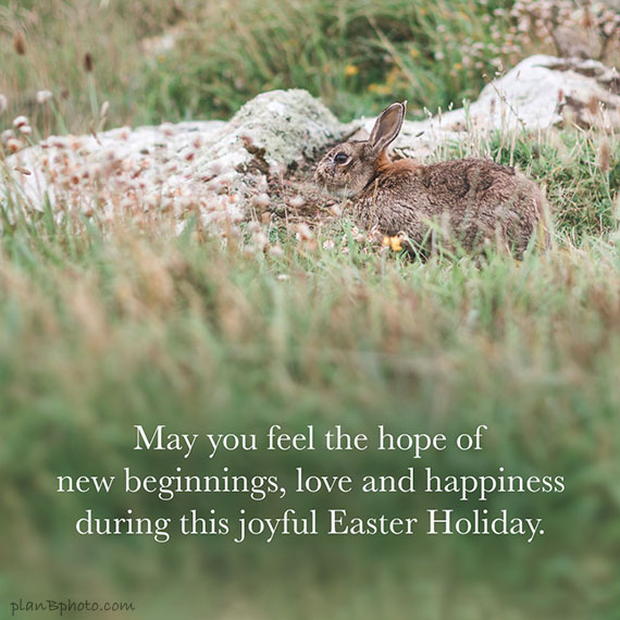 Easter rabbit image with a joyful holiday wish