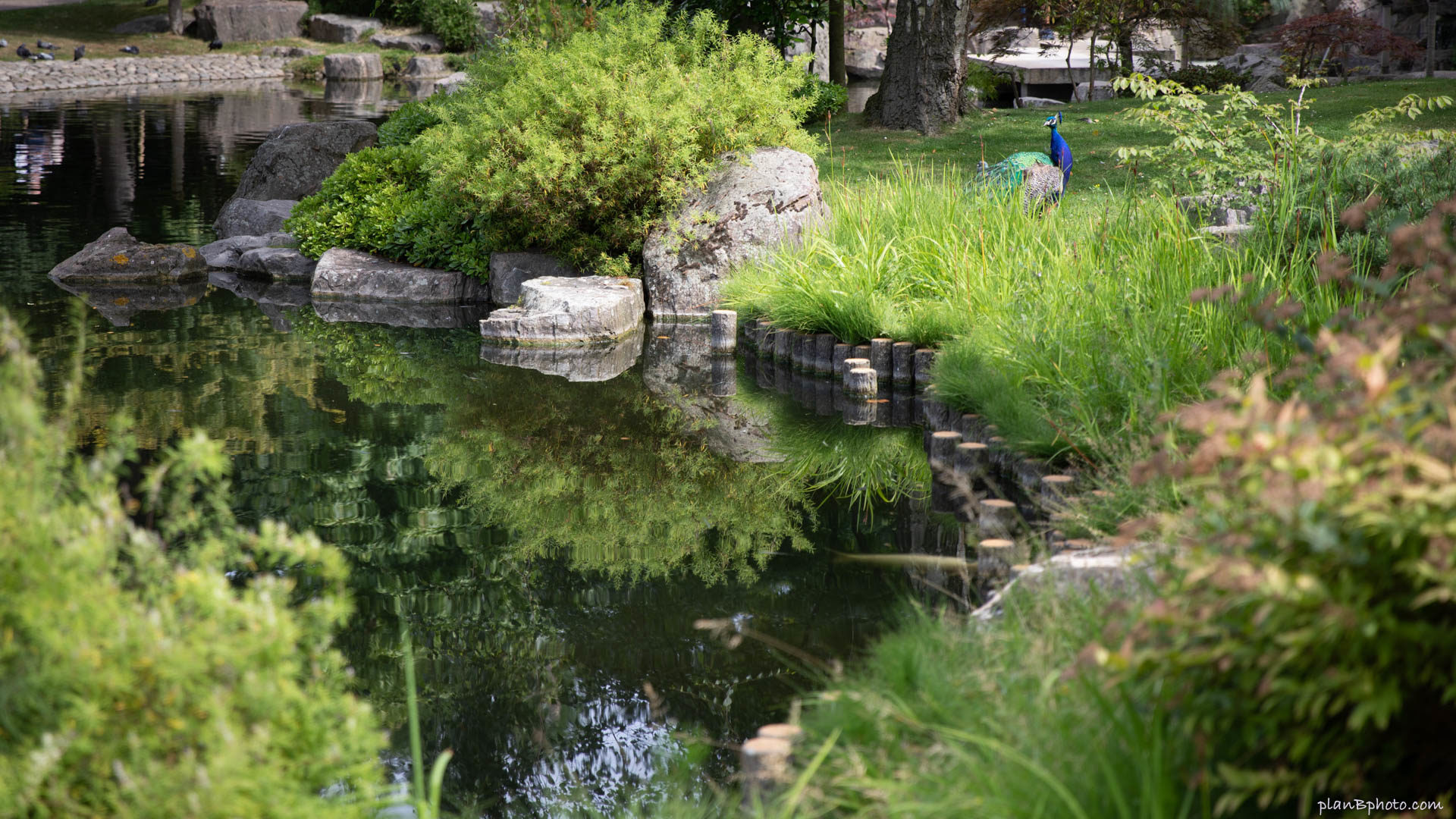 Pond in Kyoto Garden, Holland Park, London