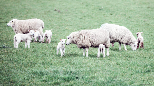 Sheep and lambs on green grass