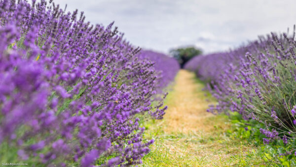 Lavender flowers growing in rows on a lavender field