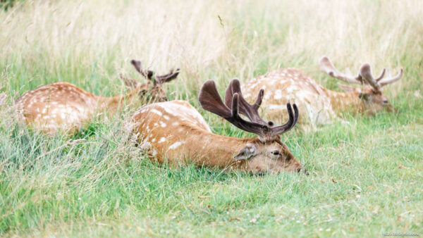 Three deer laying in grass