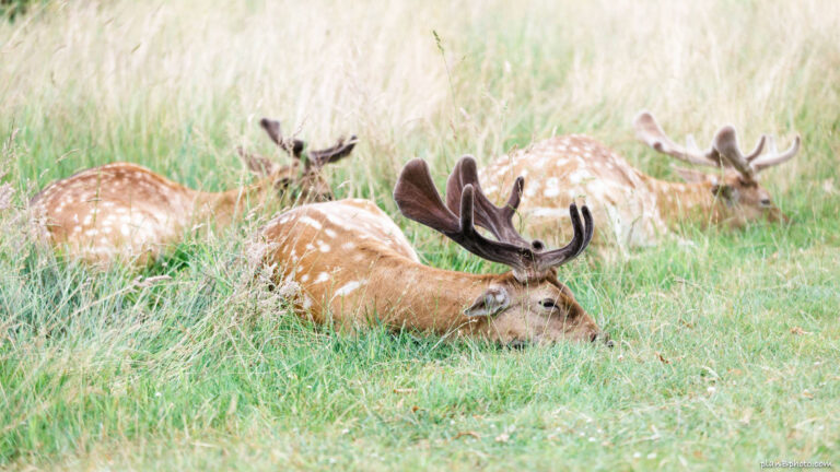 London deer sleeping in a park