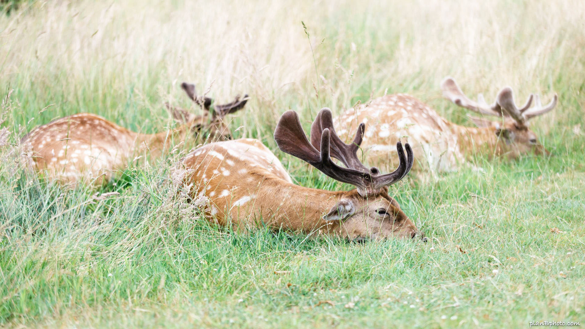 Three deer laying in grass