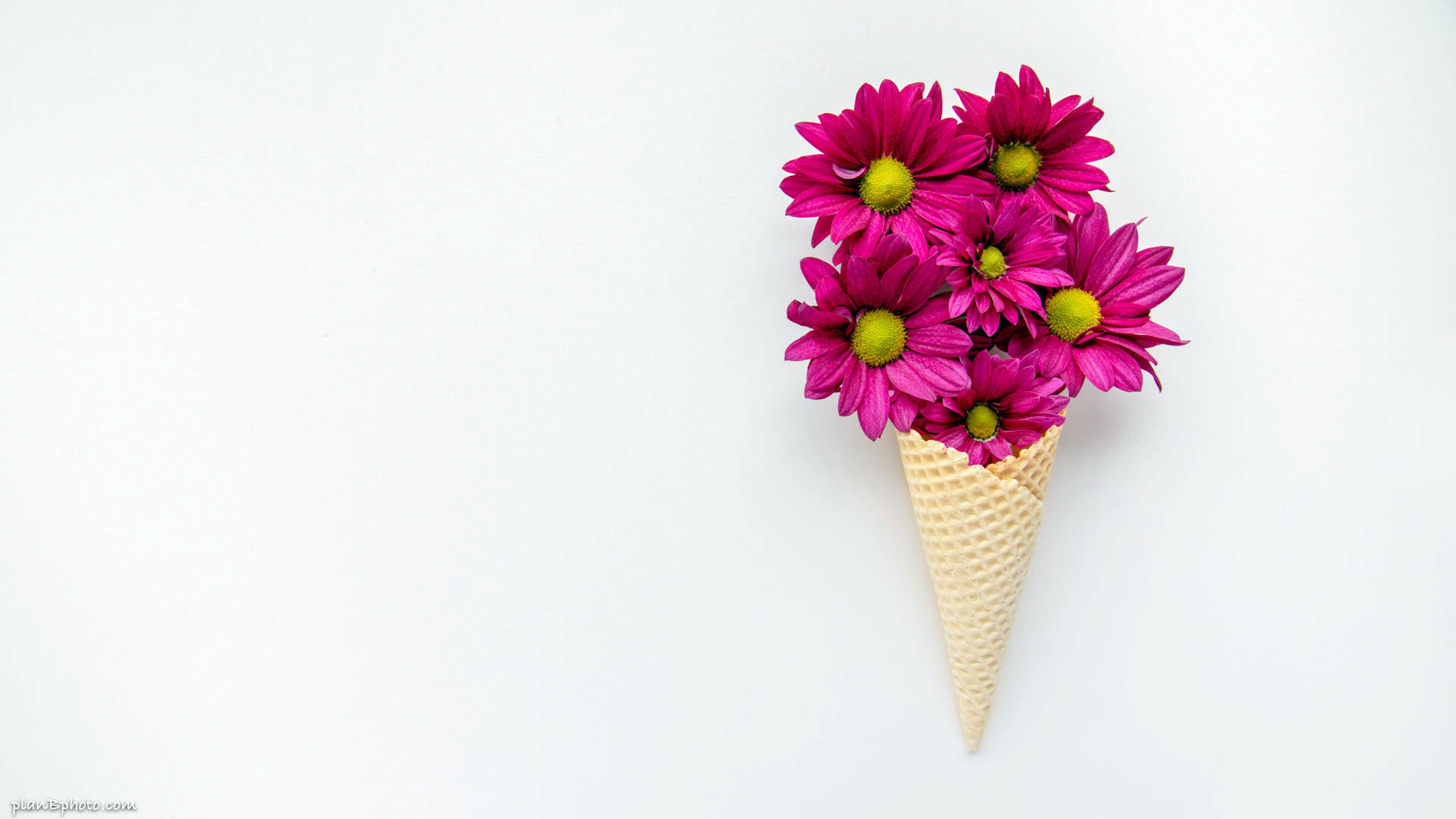 Magenta flowers in an ice cream cone