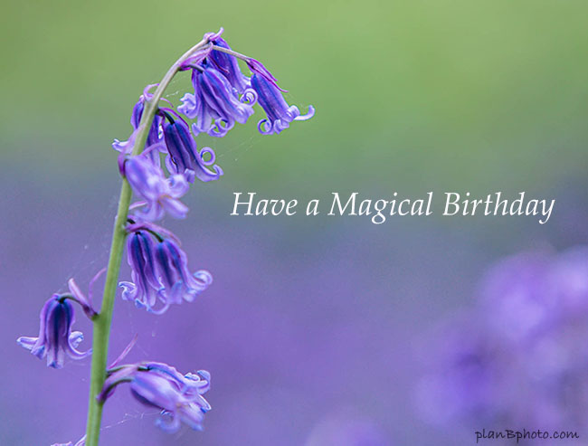 Have a magical birthday image with bluebells