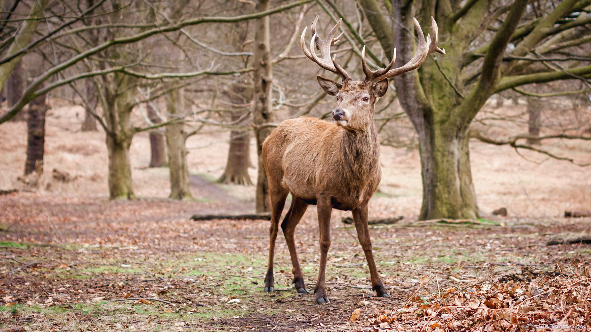 Male red deer - stag in London's royal parks