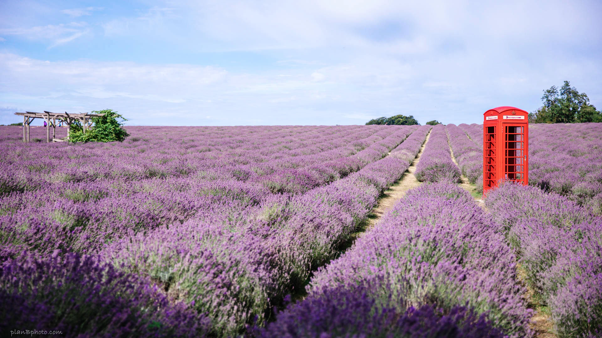 Mayfield Lavender Field with a red telephone booth on a sunny day