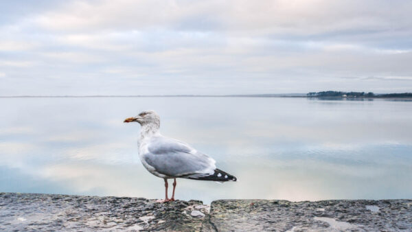 Seagull standing on the wall