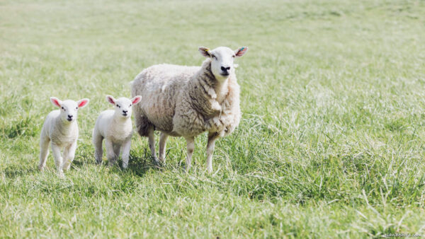 Mother sheep with two baby sheep (lambs) on a green field