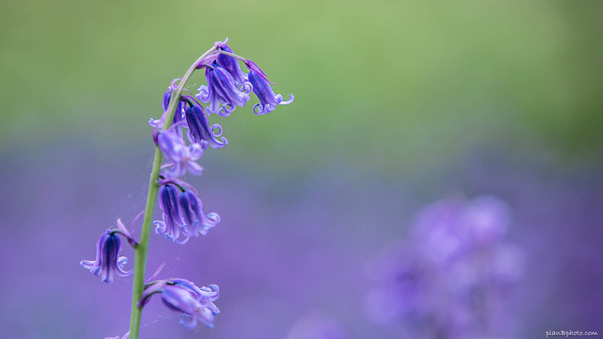 Close uo image of English bluebells on blurred green background