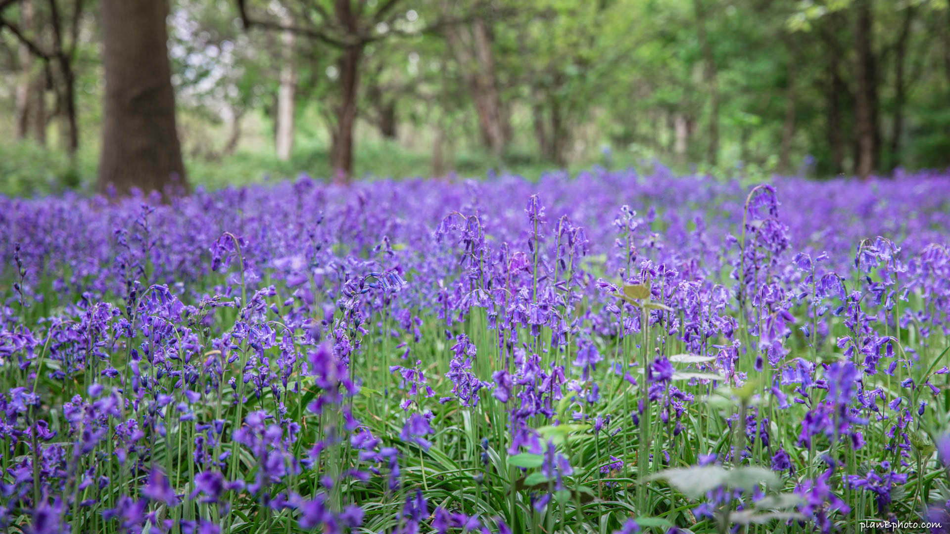 Native English bluebells in a woodland
