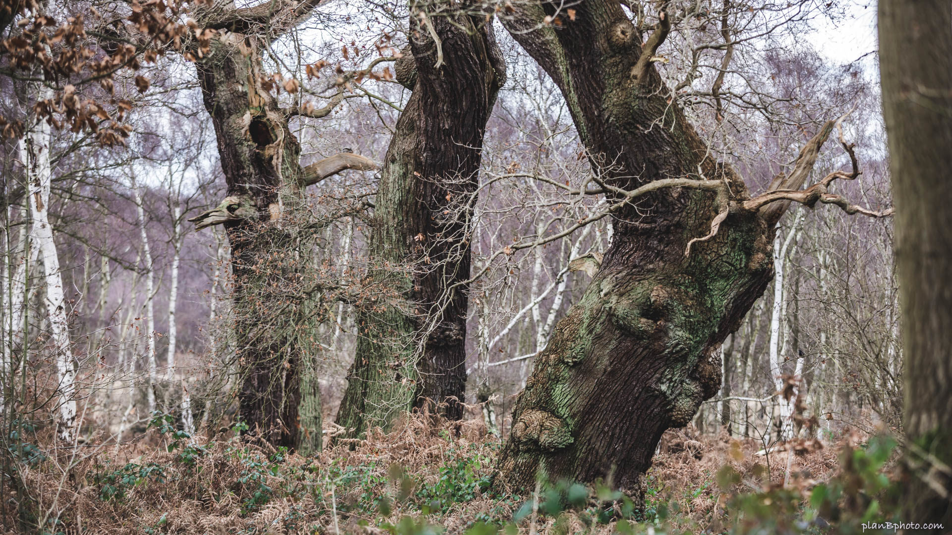 Ancient oak trees in Sherwood Forest