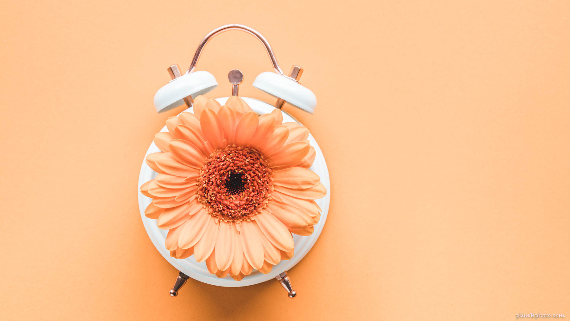 Flat lay of orange flower on a classic white bell alarm clock against an orange background