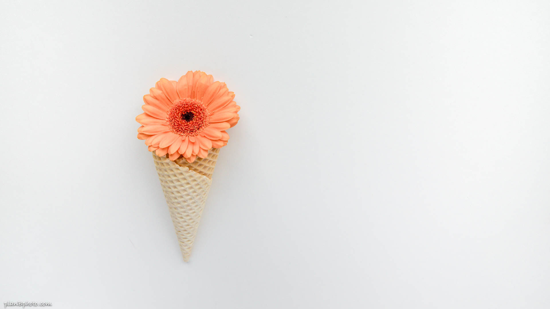 Beautiful orange Gerbera flower in an ice cream cone on a white background