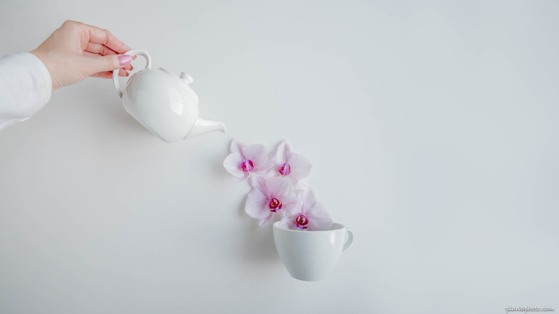 Pouring orchids in a cup