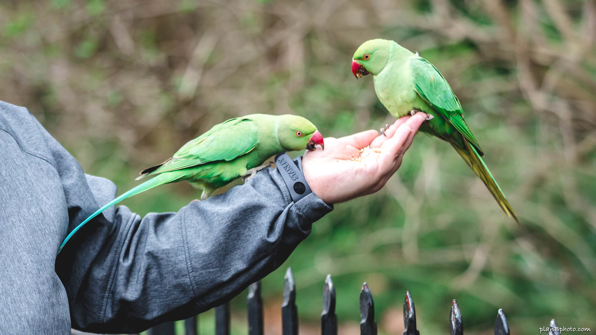Два диких зеленых попугая сидят на руке в Лондоне