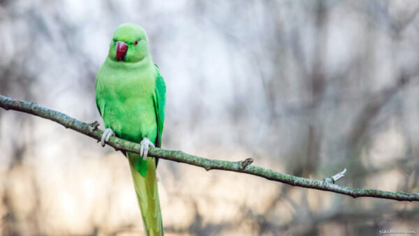 Indian ringneck parakeet parrot sitting on a branch