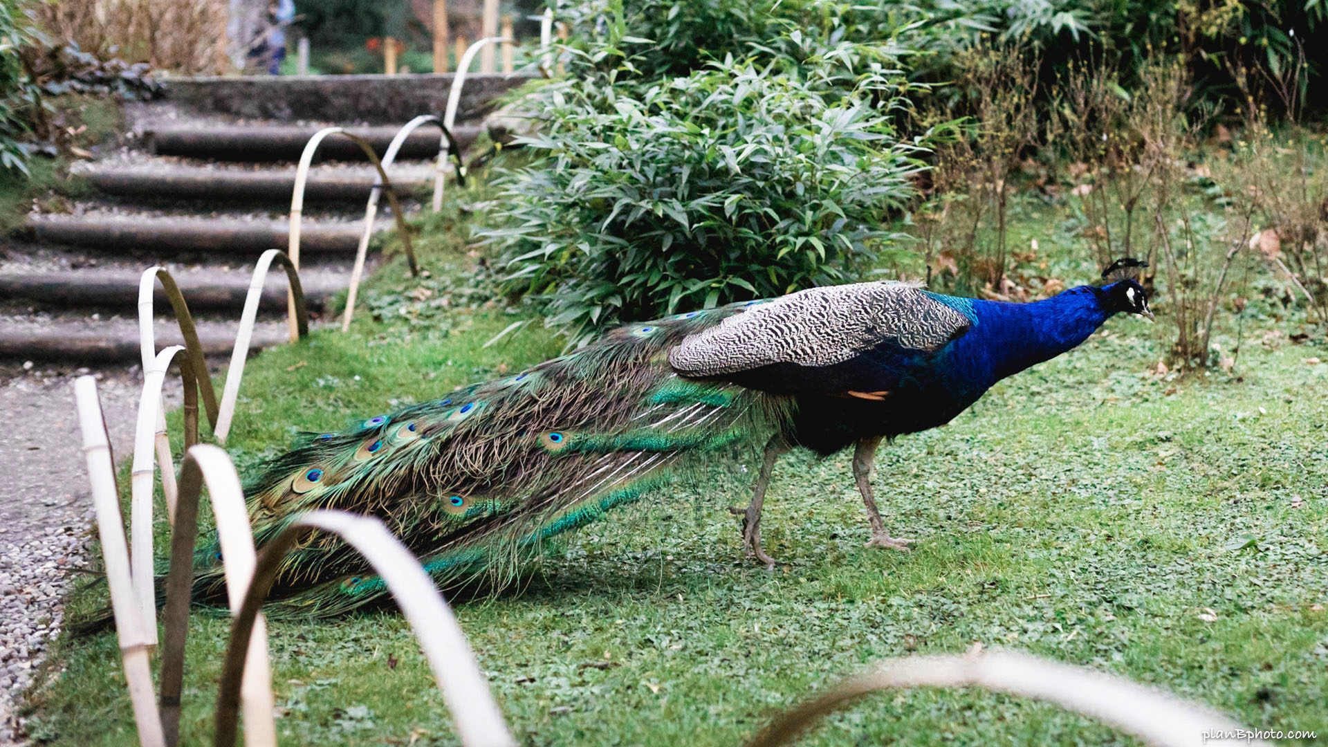 Peacock walking at Kyoto Garden, Holland Park, London