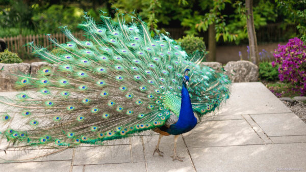 Peacock spread his tail feathers in Kyoto Garden Holland Park