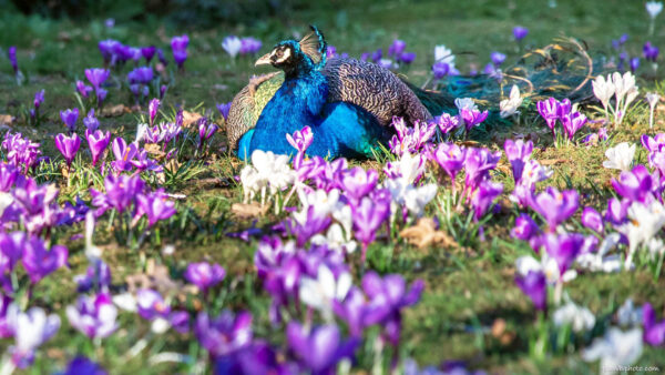 peacock in the field of crocus flowers in London