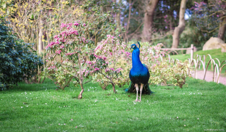 Peacock near a pink spring blooming tree