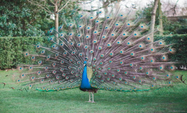 Peacock spread his tail in a park