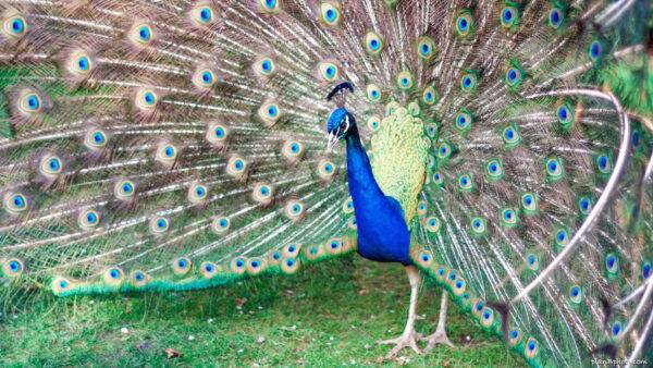 Peacock tail feathers spread