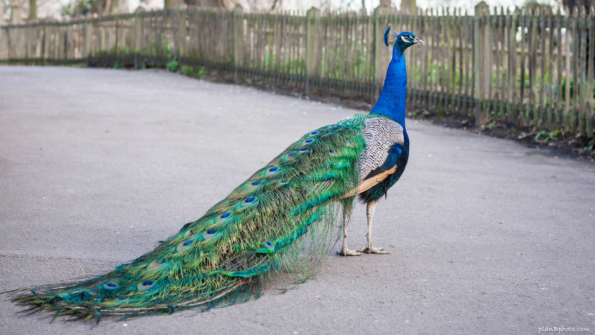 Peacock walking on a footpath in Holland Park