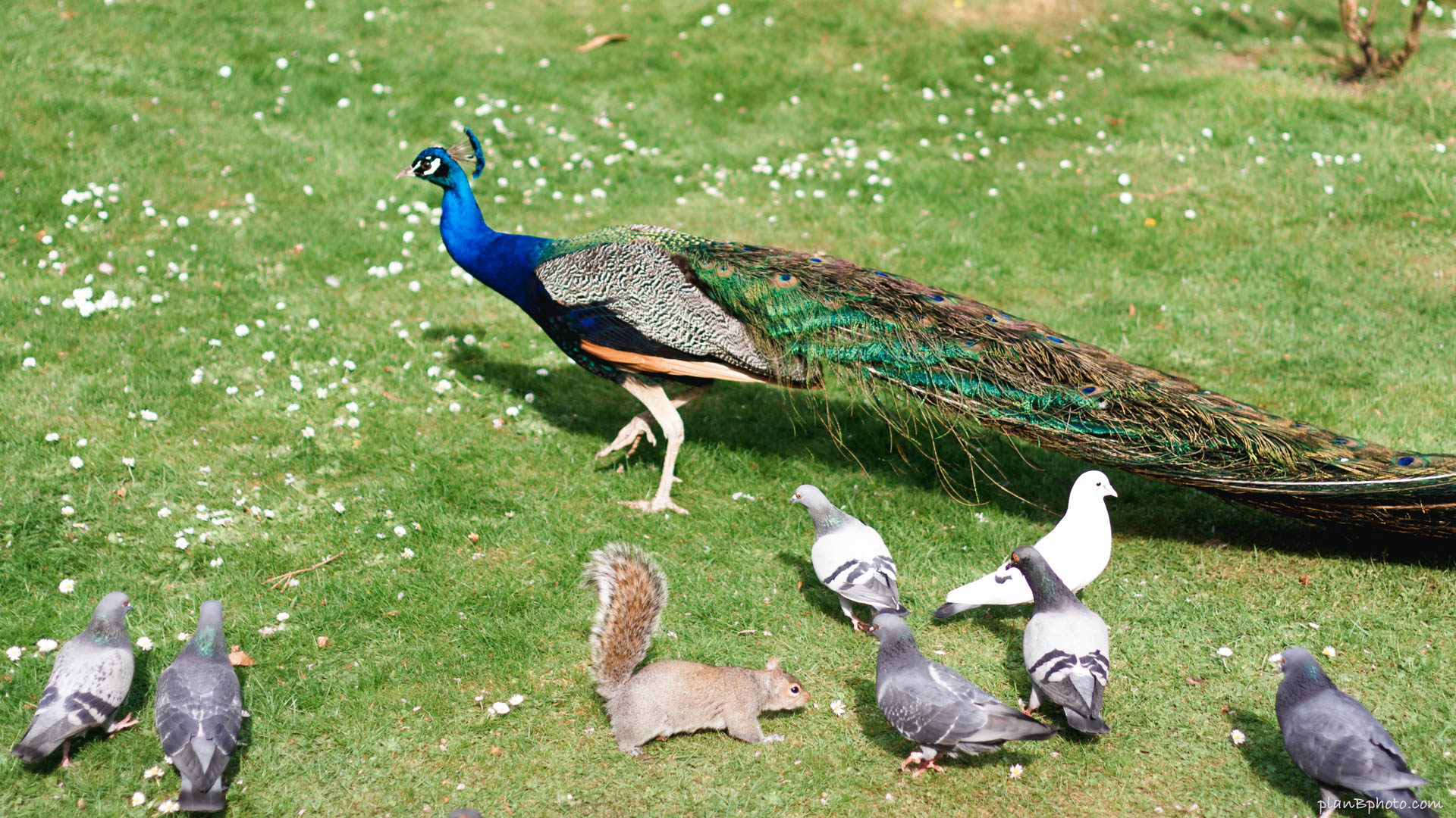 Peacock walking among pigeons and a squirrel