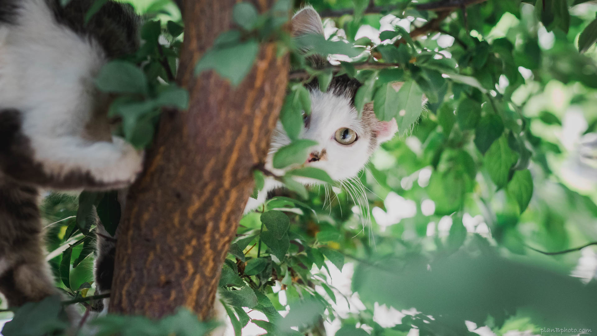 cat hiding in a tree