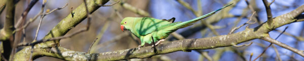 header image with a green parakeet parrot